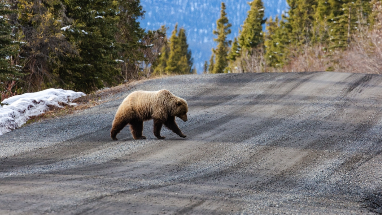 17. Denali Park Road (Alaska)
