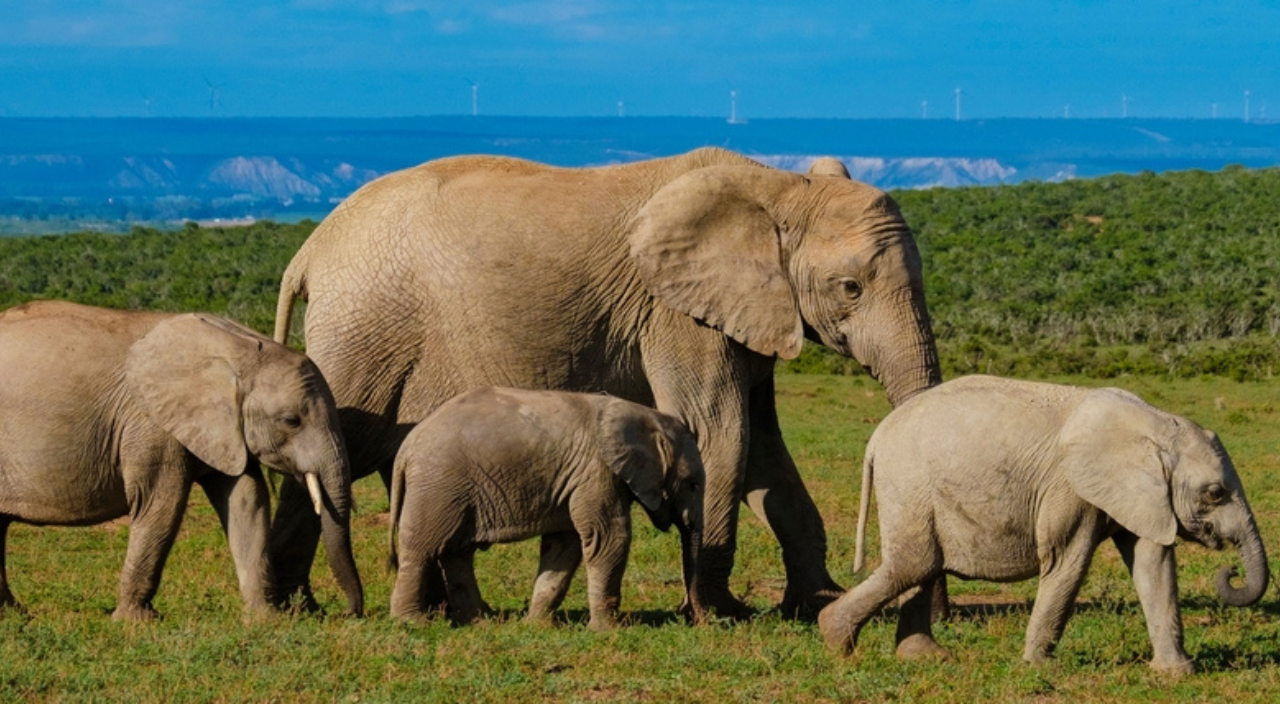 2. Addo Elephant National Park