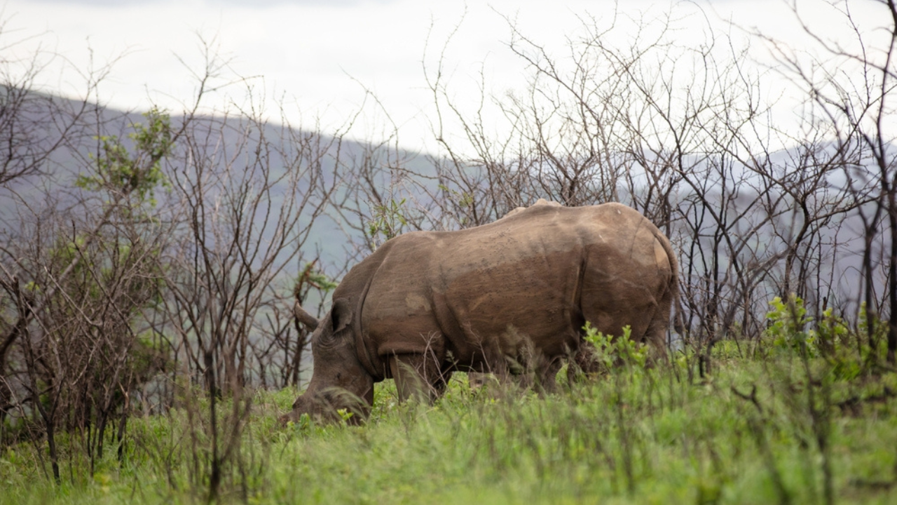 3. Hluhluwe–Imfolozi Park