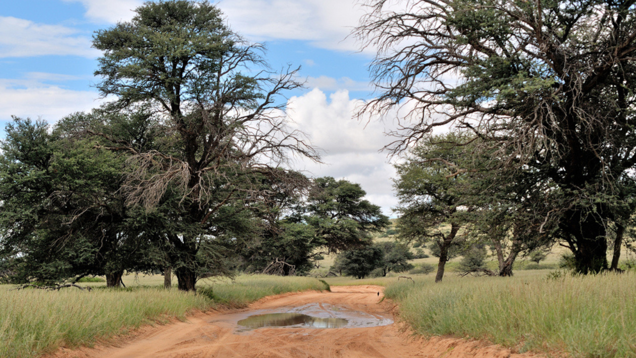 6. Kgalagadi Transfrontier Park