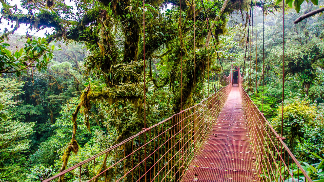 2. Monteverde Cloud Forest Reserve