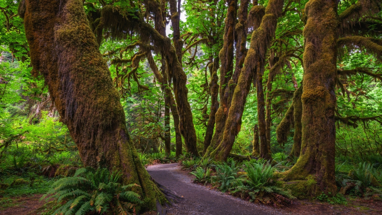 4. Olympic National Forest, Washington